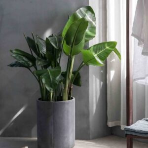 Plantas interiores